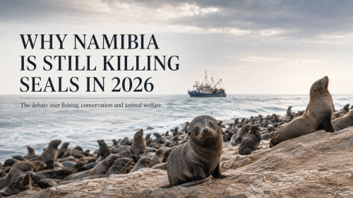 Why Namibia Is Still Killing Seals in 2026